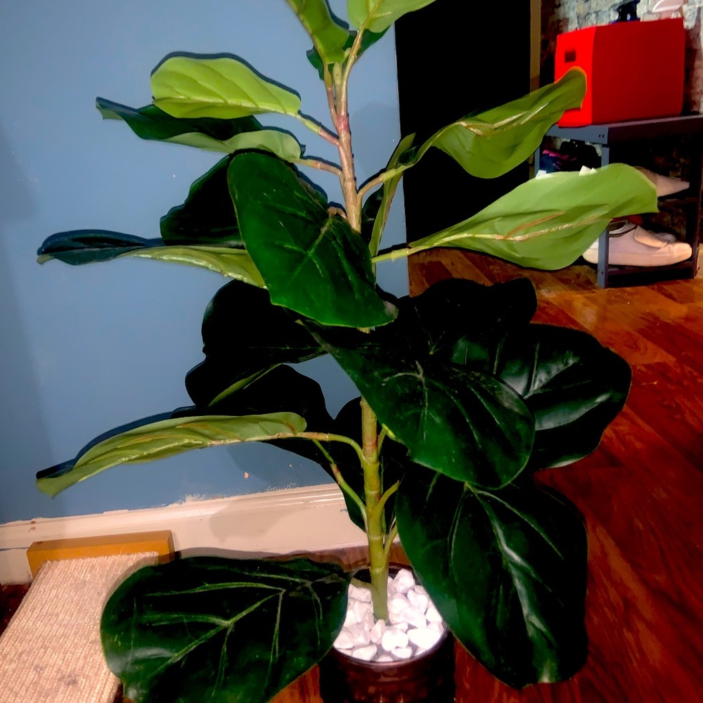Artificial Fiddle Leaf fig